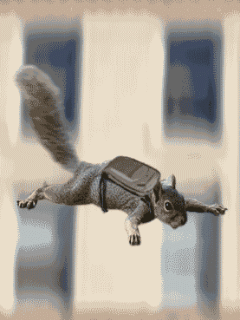 Летящая белка с парашютом, gif, 240x320
